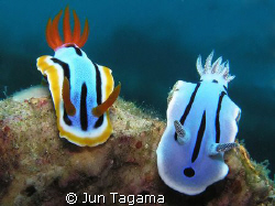 2 in 1, different color by Jun Tagama 